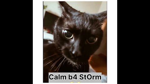 Man reminds his Cat how much he has done for him…🤣😂