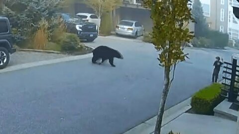 7-Year-Old Stares Down Massive Bear