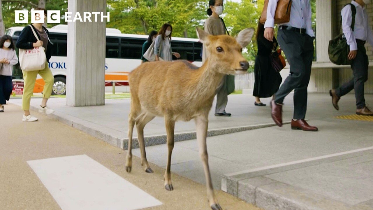 City Where People Live Alongside Deer