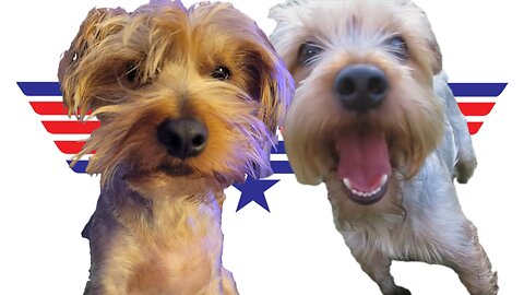 Chewy vs Batman, Top-Dog! #funnydogs #yorkie #topgun