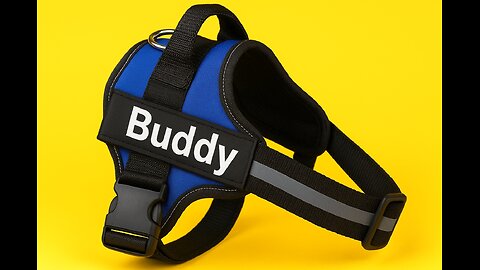 Walks made easy with DoxieDay’s No-Pull Harness