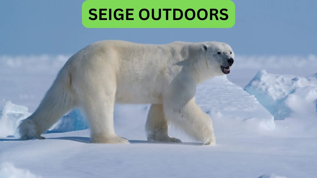 Polar Bear Live Cam!