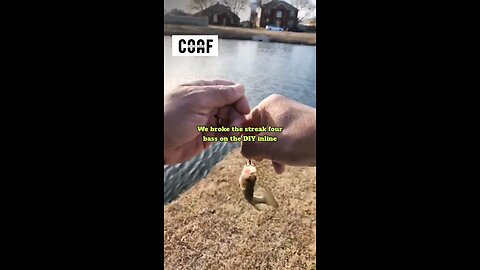 Tug is the drug, broke the steak... Bass on a DIY Inline Spinner #fishing #bassfishing #bfsfishing