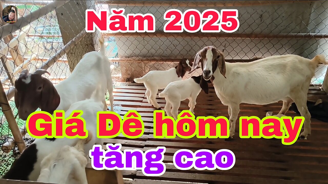 In early 2025, goat prices will grow steadily at a high level