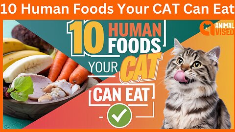 10 Human Foods Your CAT Can Eat | Pets Guidelines