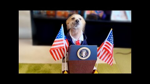 Best Pet Videos of the Decade