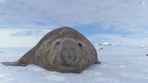 How marine biologists are using elephant seals as nature's 'artificial intelligence'