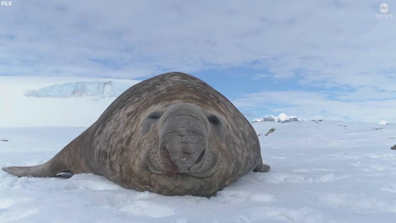 How marine biologists are using elephant seals as nature's 'artificial intelligence'