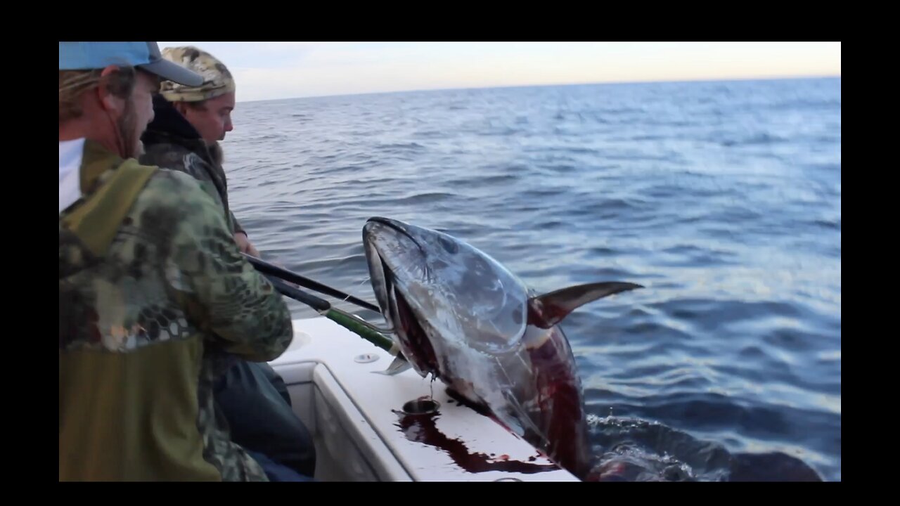 The BIGGEST Bluefin we've killed this year!!