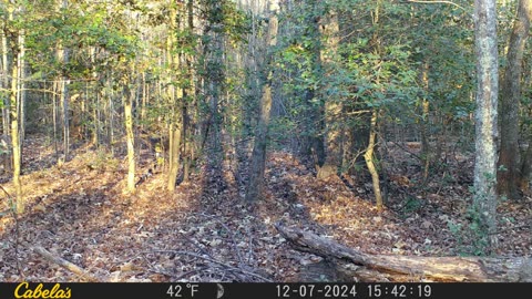 deer