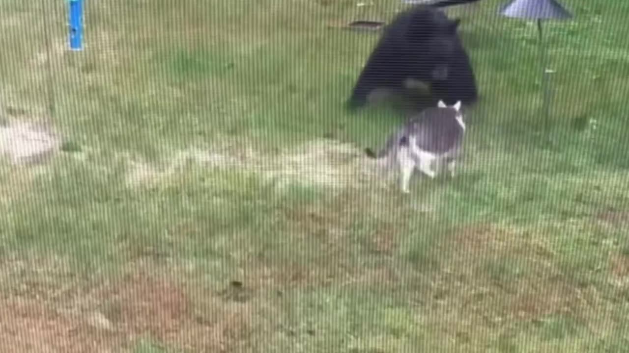 Very unfair fight 🤣