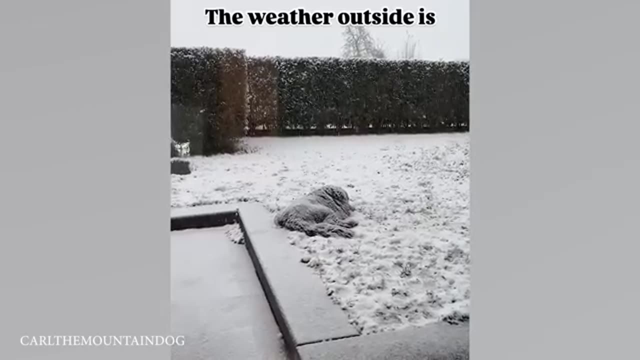 Funny Dogs Discovering Snow For the FIRST TIME!