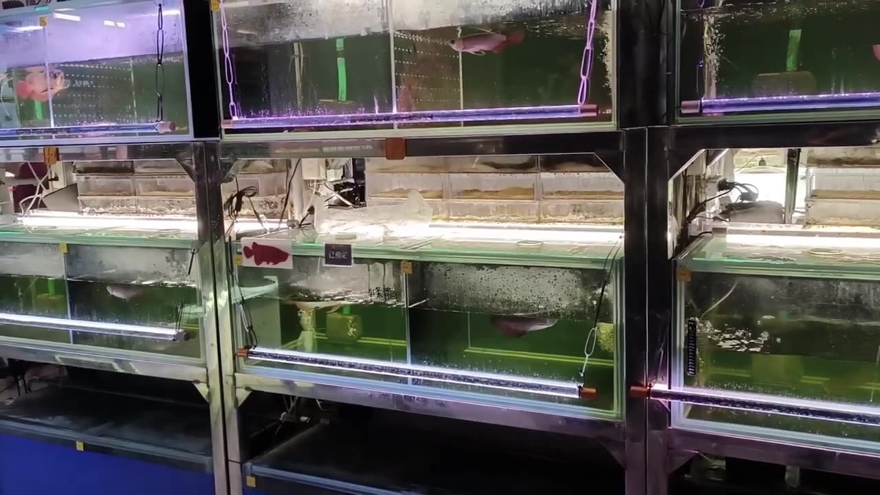 【龍爵士】水質優化粉劑使用注意事項