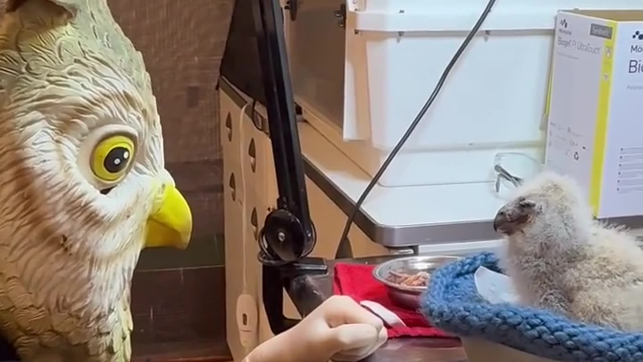 🐦❤️ Watch This Tiny Owl Be Fed At A Rehab Center! | FeedMyCuriosity
