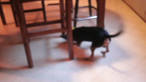 ENTERTAINING OUR DOG HARLEY