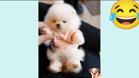 Cute Puppies comedy dogs and cute dogs funny videos 😀😀