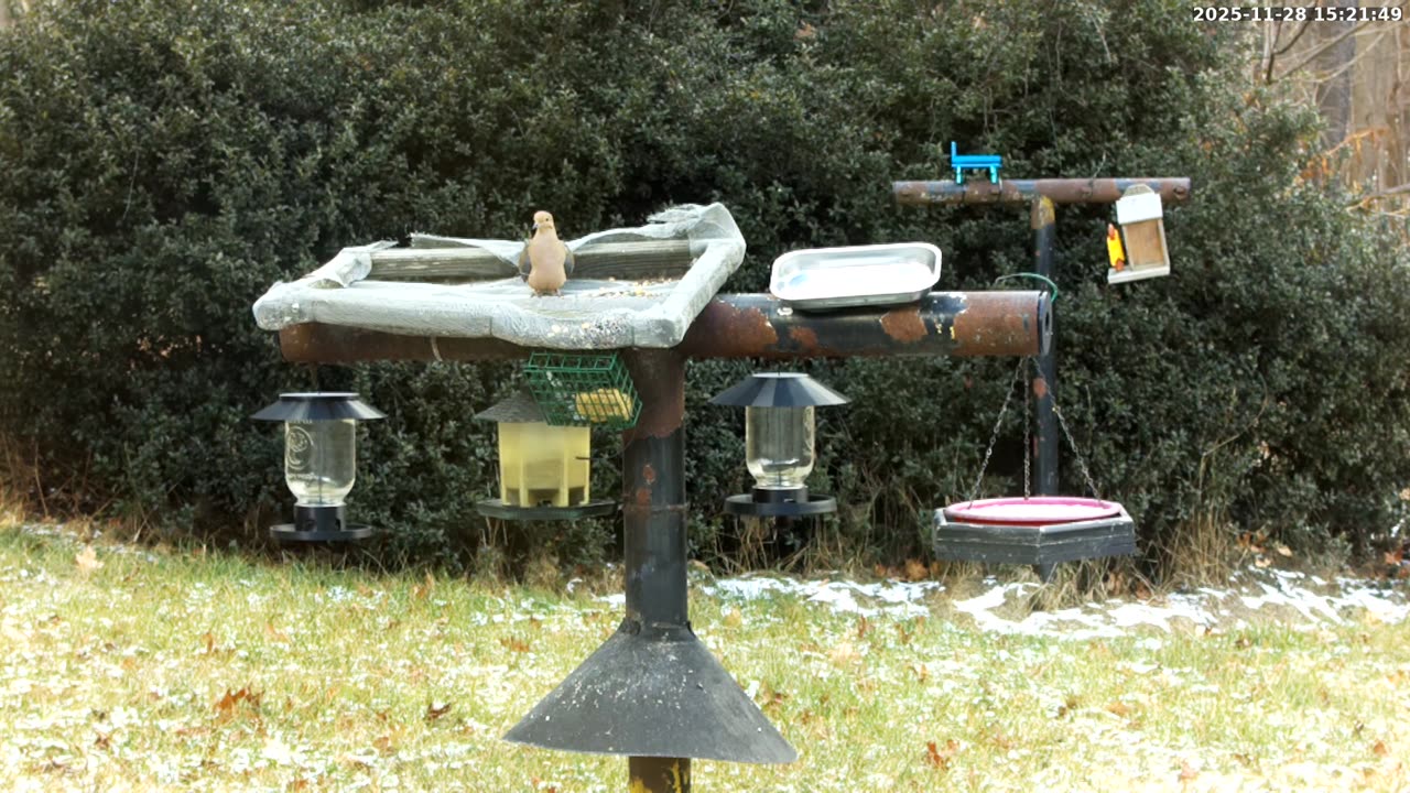 Bird Feeder in Western Maryland USA