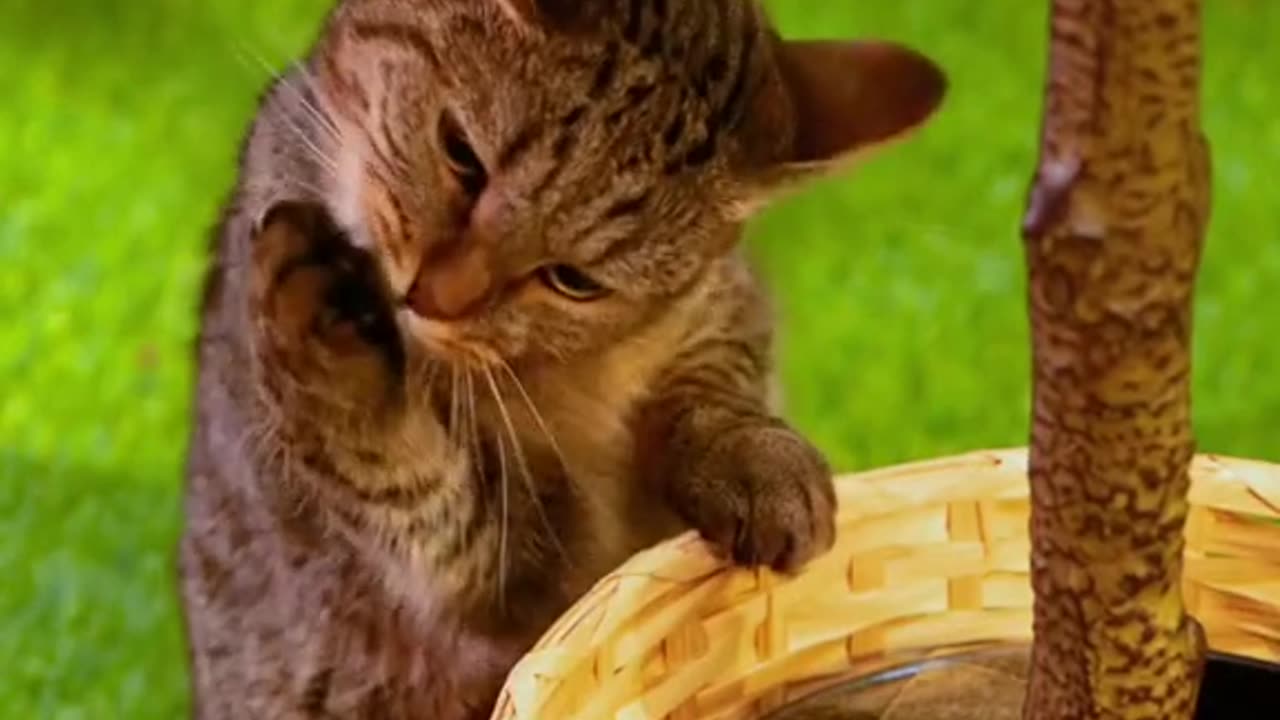 Keep your pet cat from digging through your plants planttok gardeningathome plantingathome