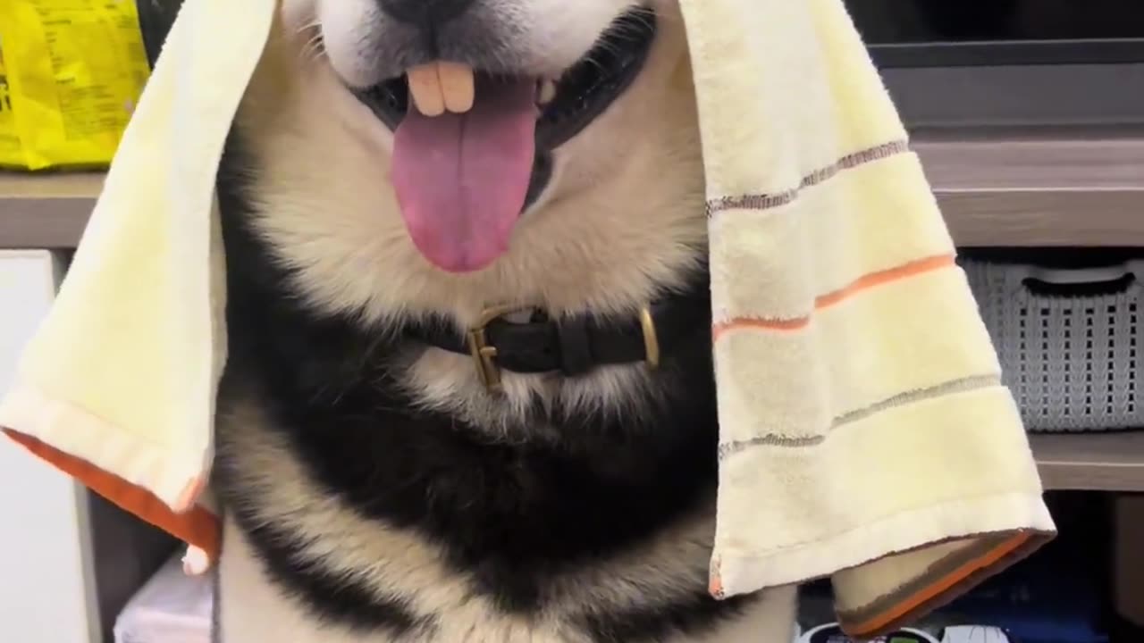 dogs are raised for fun hah hah haaaaaa