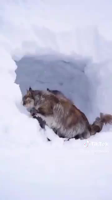 Snö förvånar, förskräcker och förnöjer katter! 😹