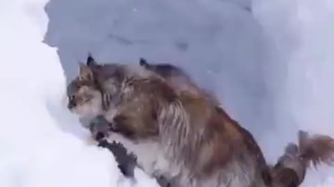 Snö förvånar, förskräcker och förnöjer katter! 😹