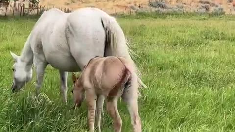 Beautiful Ranch horses here at cartercountrymeats.com