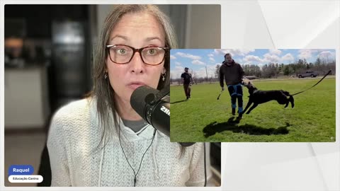 Como funciona o teste que identifica personalidade e nervos de filhotes?