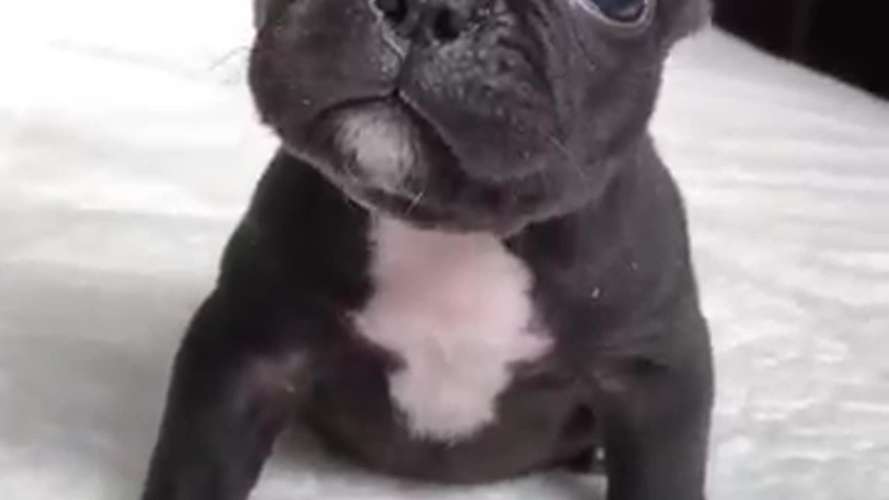 Puppy sound #shorts #puppy #dog
