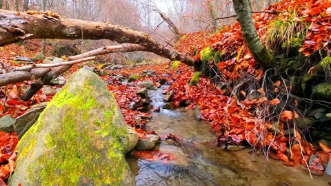 Smoky Mountain Fall | Live 24/7