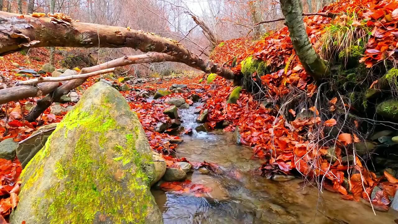 Smoky Mountain Fall | Live 24/7