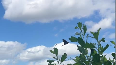 Long-tailed Skipper Butterfly