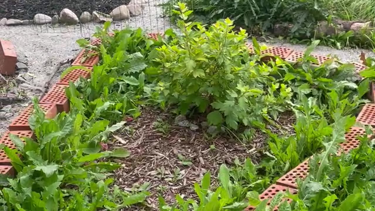 Weed Problem Part Two