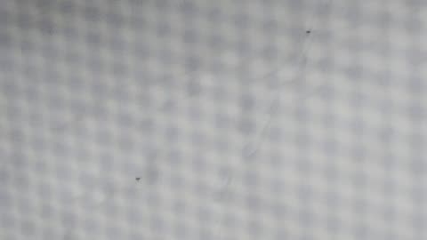 Shia, video recorded 10:30 PM Jan 18, '26 by Alyssa