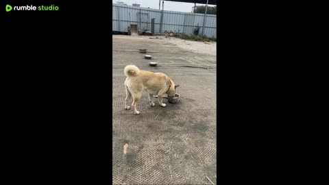 Little Bao Ke and Little Black.