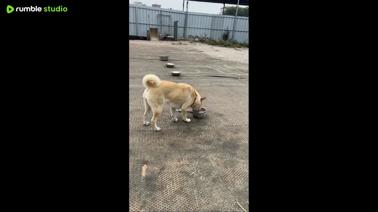 Little Bao Ke and Little Black.