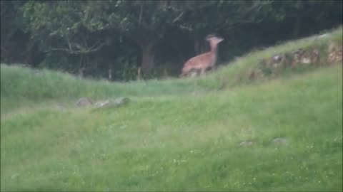 2 stags shot on evening