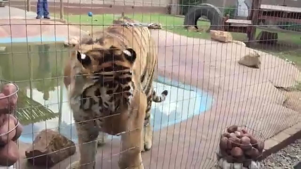 Funny Nice Tigers