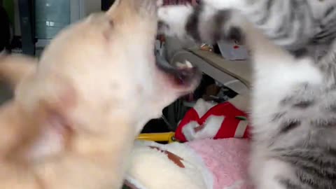 Cat vs Dog: The Ultimate Cute Battle!