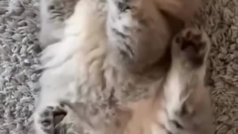 Cutest Kitten Moments Ever! 🐾❤️ Watch Till the End!