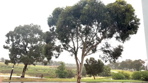 Need to Calm? 1 hours of Rain & Piano; Calm, Study, Meditate; Shot & Recorded: Victoria, Australia