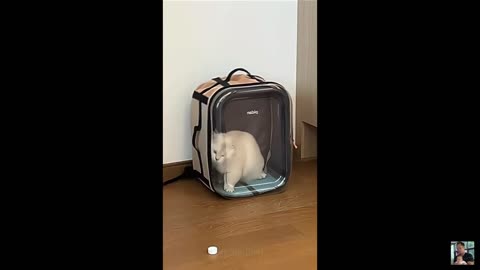 Funniest Cats and Dogs Memes of 2025