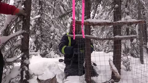 Trapping Inc Season 5 Episode 3 Lynx in the far north