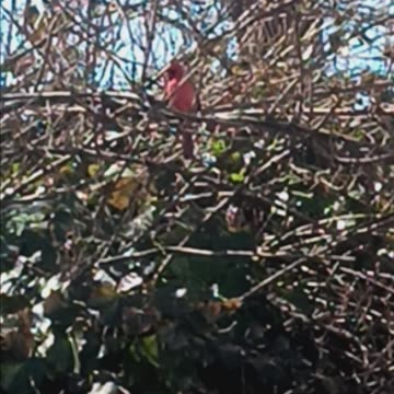 Northern cardinal.