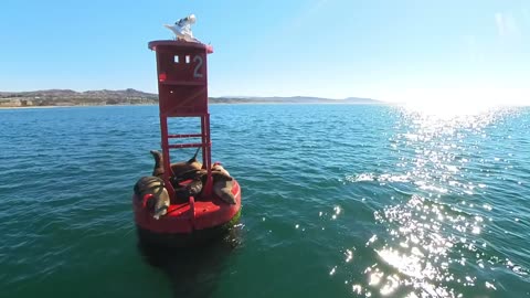 Gull Brings Good Luck To Sea Lion's Head