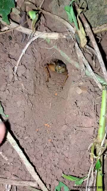 Look..! The way this animal makes sounds.👍🤘