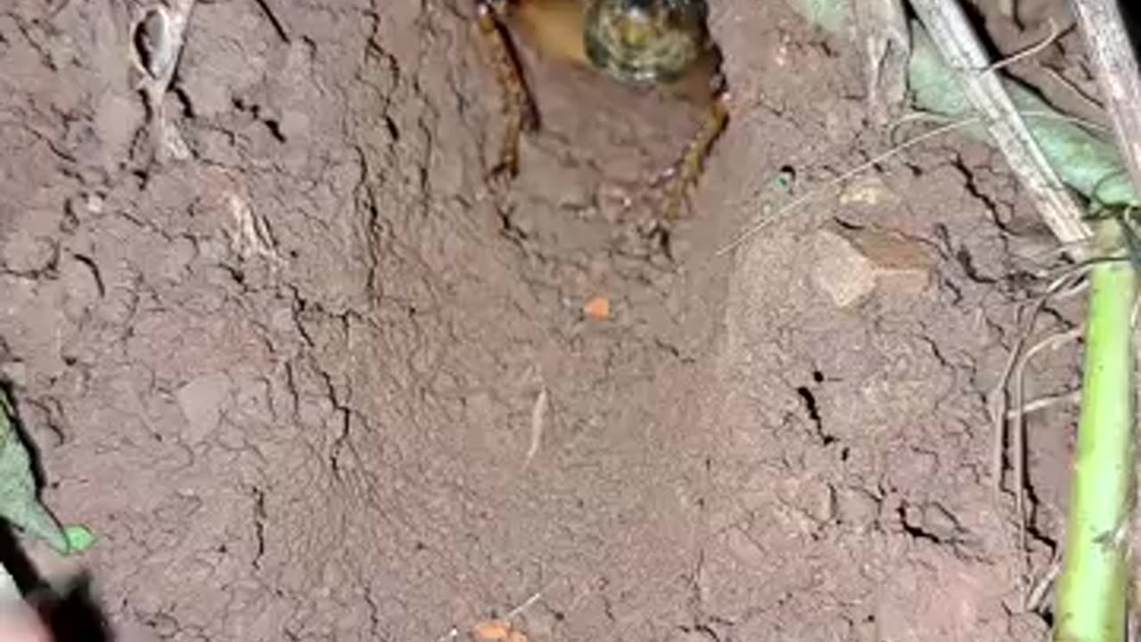 Look..! The way this animal makes sounds.👍🤘