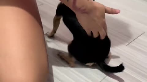 "Chihuahua Gets a Scratch and Breaks into a Hilarious Dance!"