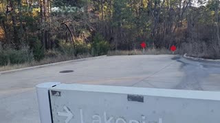 Pine Needle CURES Grow Wild Right Next to Oblivious 'Sick Care' Hospitals