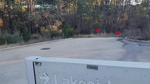 Pine Needle CURES Grow Wild Right Next to Oblivious 'Sick Care' Hospitals