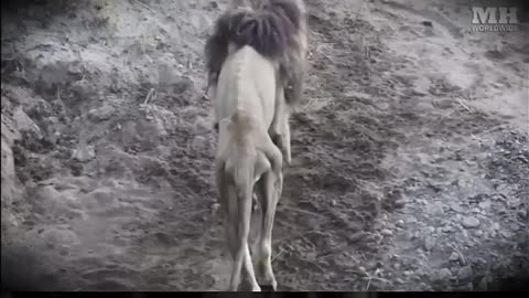 animals